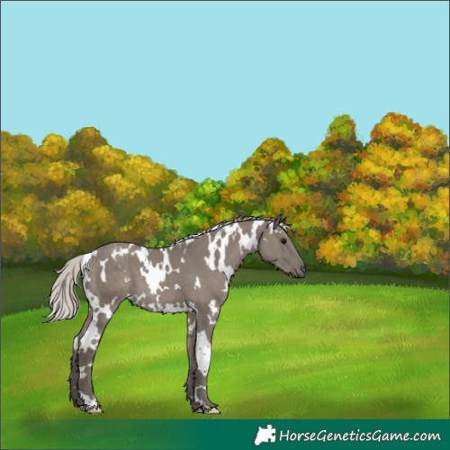 Horse Color:White Spotted Silver Grullo 