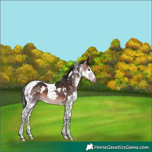 Horse Color:White Spotted Brown Splash Tobiano 