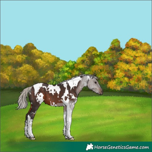 Horse Color:White Spotted Silver Brown Tobiano