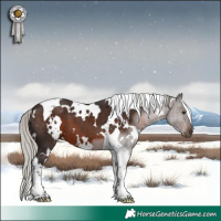 Horse Color:White Spotted Silver Brown Tobiano
