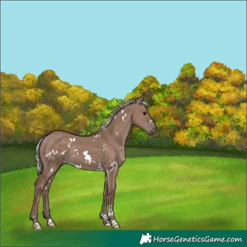 Horse Color:White Spotted Silver Grullo 
