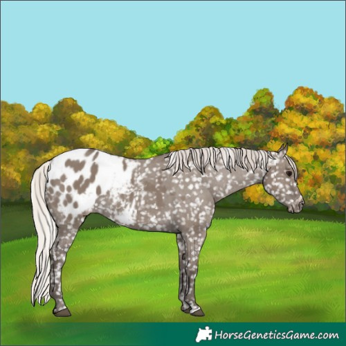 Horse Color:Silver Grullo Blanket 