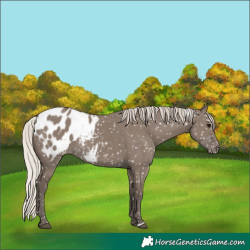 Horse Color:Silver Grullo Appaloosa