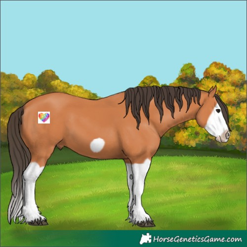 Horse Color:Bay Splash Frame