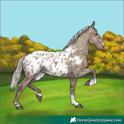 Horse Color:Silver Grullo Appaloosa 