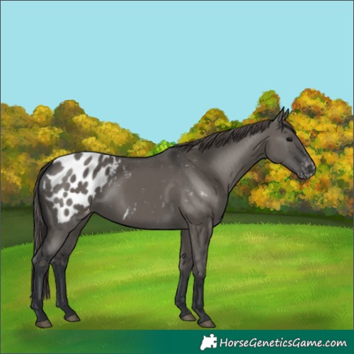 Horse Color:Grullo Appaloosa Rabicano 