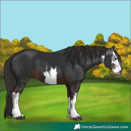 Horse Color:Gray White Spotted Liver Chestnut 