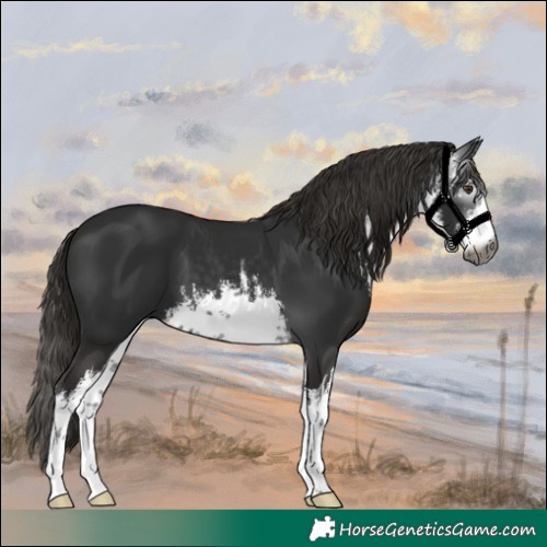Horse Color:Gray White Spotted Liver Chestnut 