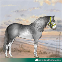 Horse Color:Gray White Spotted Liver Chestnut