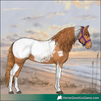 Horse Color:Chestnut Tobiano Appaloosa