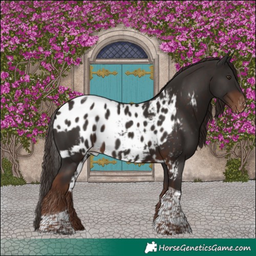 Horse Color:Liver Chestnut Tobiano Skewed Appaloosa