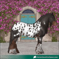 Horse Color:Liver Chestnut Tobiano Skewed Appaloosa 