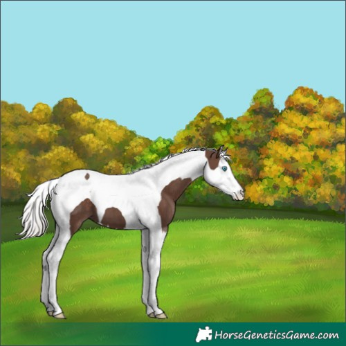 Horse Color:Silver Black Splash Tobiano 