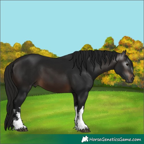 Horse Color:Unknown 