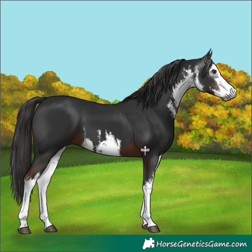 Horse Color:Gray White Spotted Liver Chestnut 