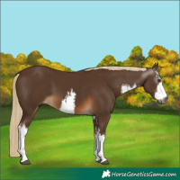 Horse Color:Gray White Spotted Chocolate Palomino