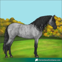 Horse Color:Blue Roan 