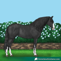 Horse Color:Black Rabicano 