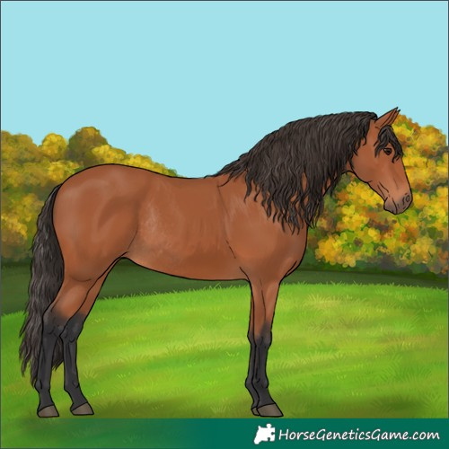 Horse Color:Bay Rabicano 