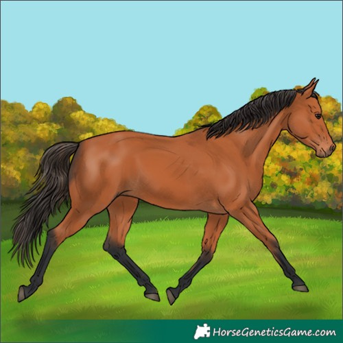 Horse Color:Bay Rabicano 