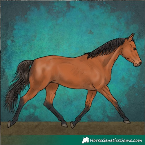 Horse Color:Bay Rabicano