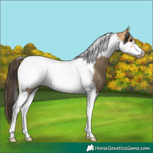 Horse Color:Buckskin Dun Tobiano Frame 
