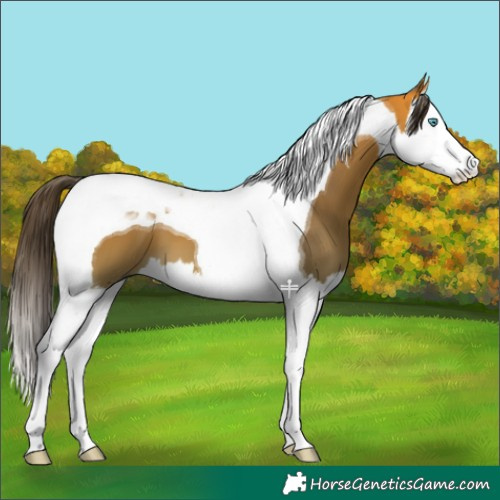 Horse Color:Buckskin Splash Tobiano 