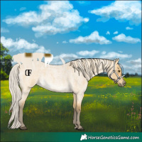 Horse Color:Silver Buckskin Roan Dun Rabicano 