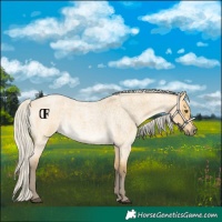 Horse Color:Silver Buckskin Roan Dun Rabicano 