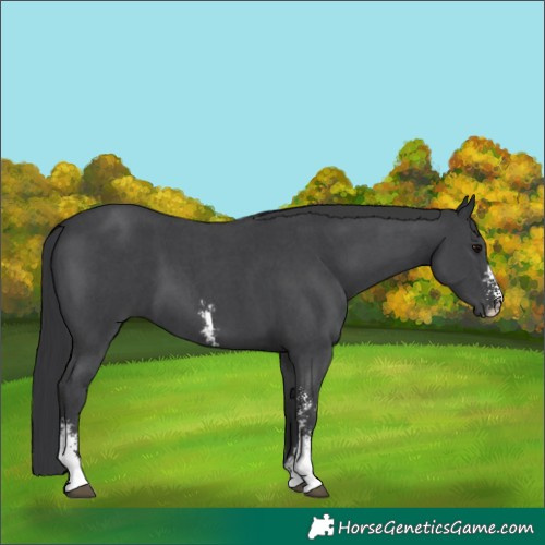 Horse Color:Black Sabino 