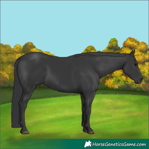 Horse Color:Black 