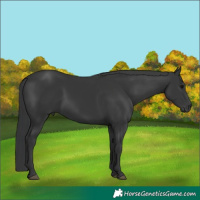 Horse Color:Black 