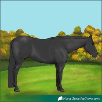 Horse Color:Black 