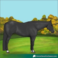 Horse Color:Black 