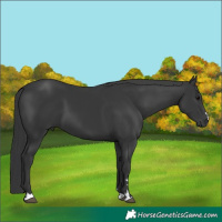 Horse Color:Black 