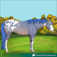 Horse Color:Watercolor White Spotted Sable Champagne Blanket Rabicano