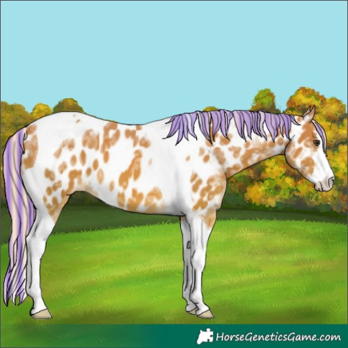 Horse Color:Painted White Spotted Palomino Ice Tobiano Appaloosa 