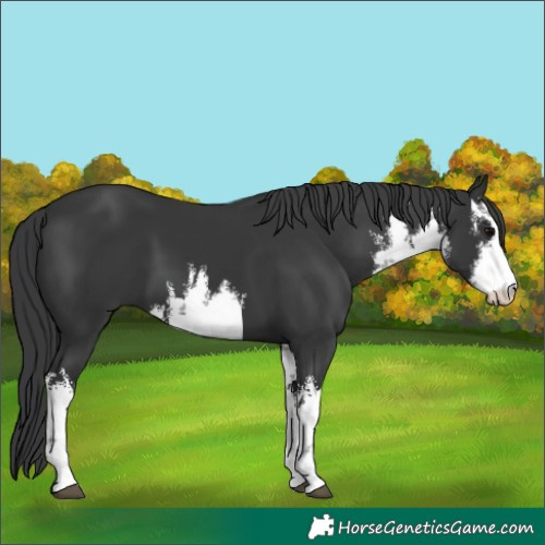 Horse Color:White Spotted Black 
