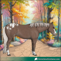 Horse Color:Silver Black Appaloosa 