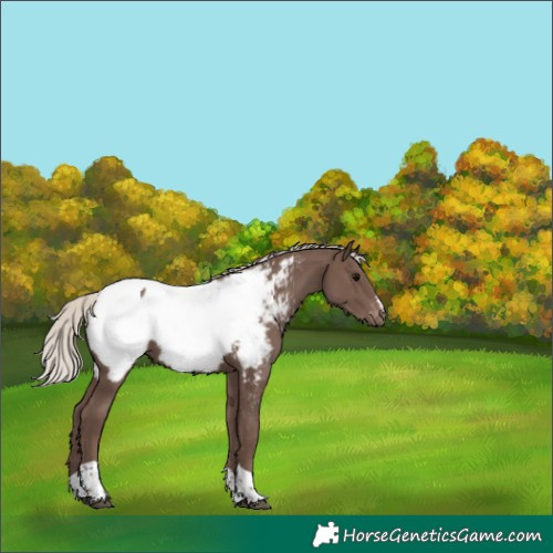 Horse Color:Silver Black Tobiano Appaloosa 