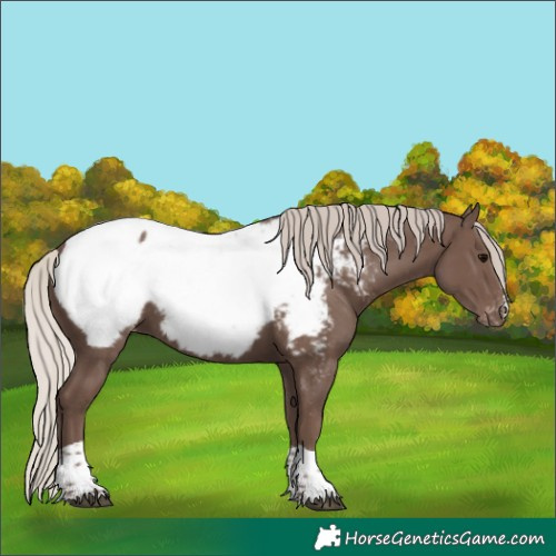 Horse Color:Silver Black Tobiano Appaloosa 