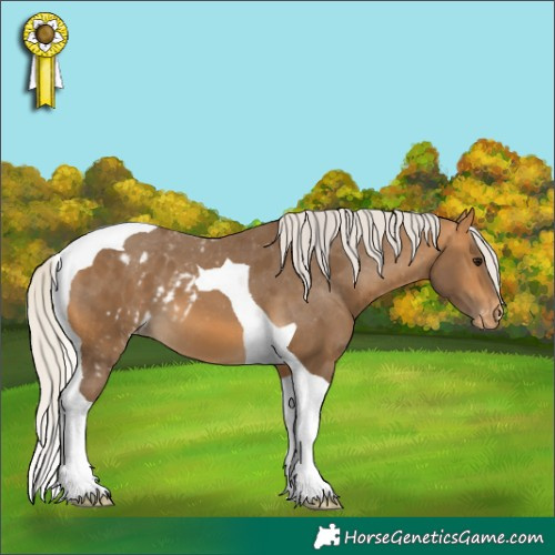 Horse Color:Silver Buckskin Tobiano Skewed Appaloosa