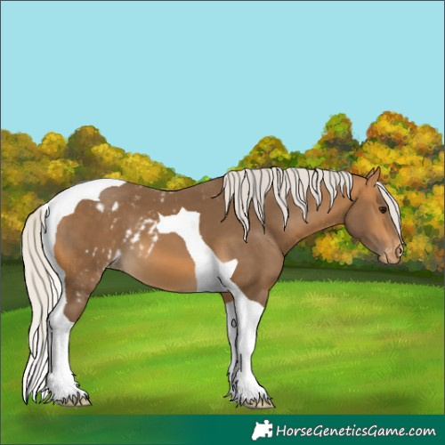Horse Color:Silver Buckskin Tobiano Skewed Appaloosa 