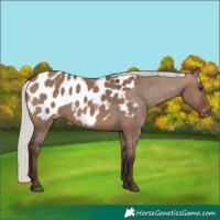 Horse Color:Silver Brown Dun Near Leopard 