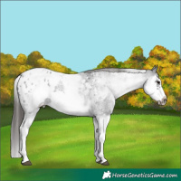 Horse Color:White Spotted Blue Roan Splash Frame Appaloosa