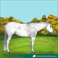 Horse Color:White Spotted Blue Roan Splash Frame Appaloosa