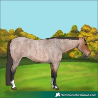 Horse Color:Bay Roan Tobiano