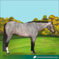 Horse Color:Gray Bay Roan Tobiano 