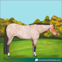 Horse Color:Bay Roan Tobiano Frame 