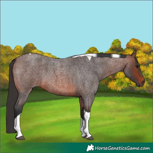 Horse Color:Brown Roan Tobiano 